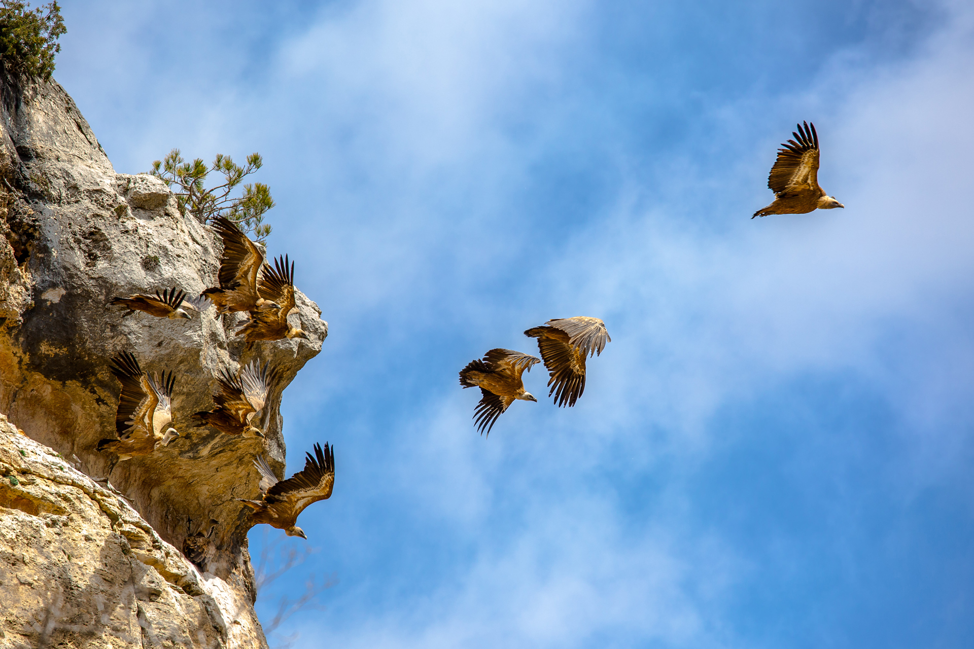 Eagles in Pedriza, Spain.Pedriza Aguilas volando
